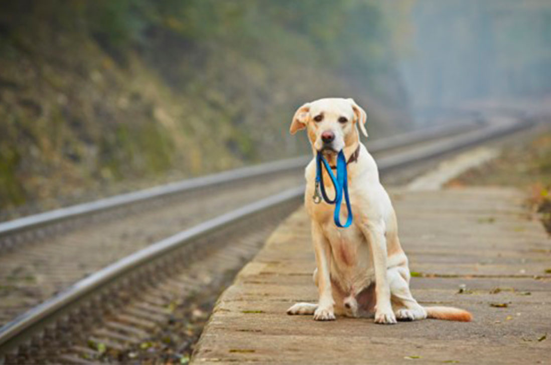 Pasos Para Encontrar Una Mascota Perdida Infogate