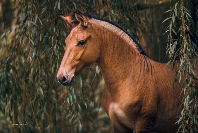 Descubre la belleza de un cebrallo | Infogate