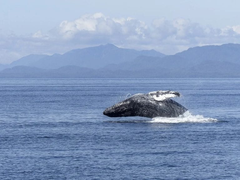 Calentamiento global está afectando gravemente a las Ballenas Jorobadas: Por falta de alimento nacen pocas crías