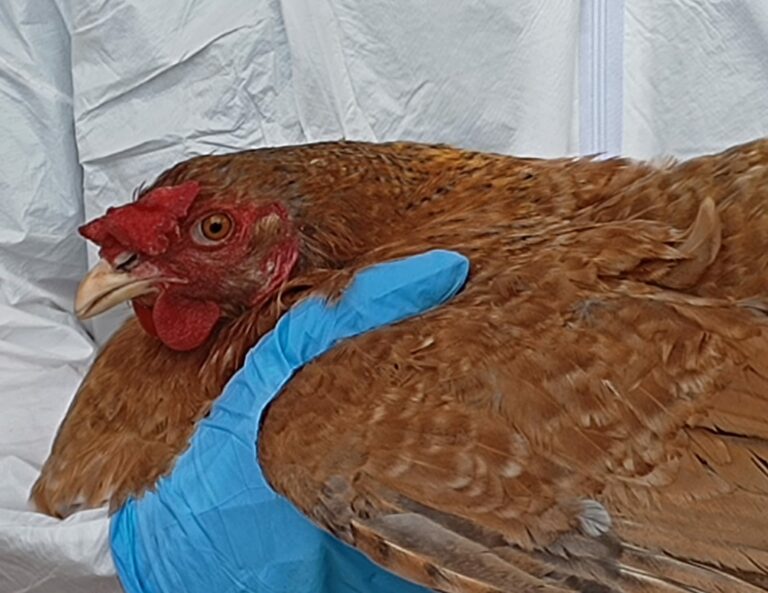 SAG confirma detección de influenza aviar en plantel industrial de Biobío