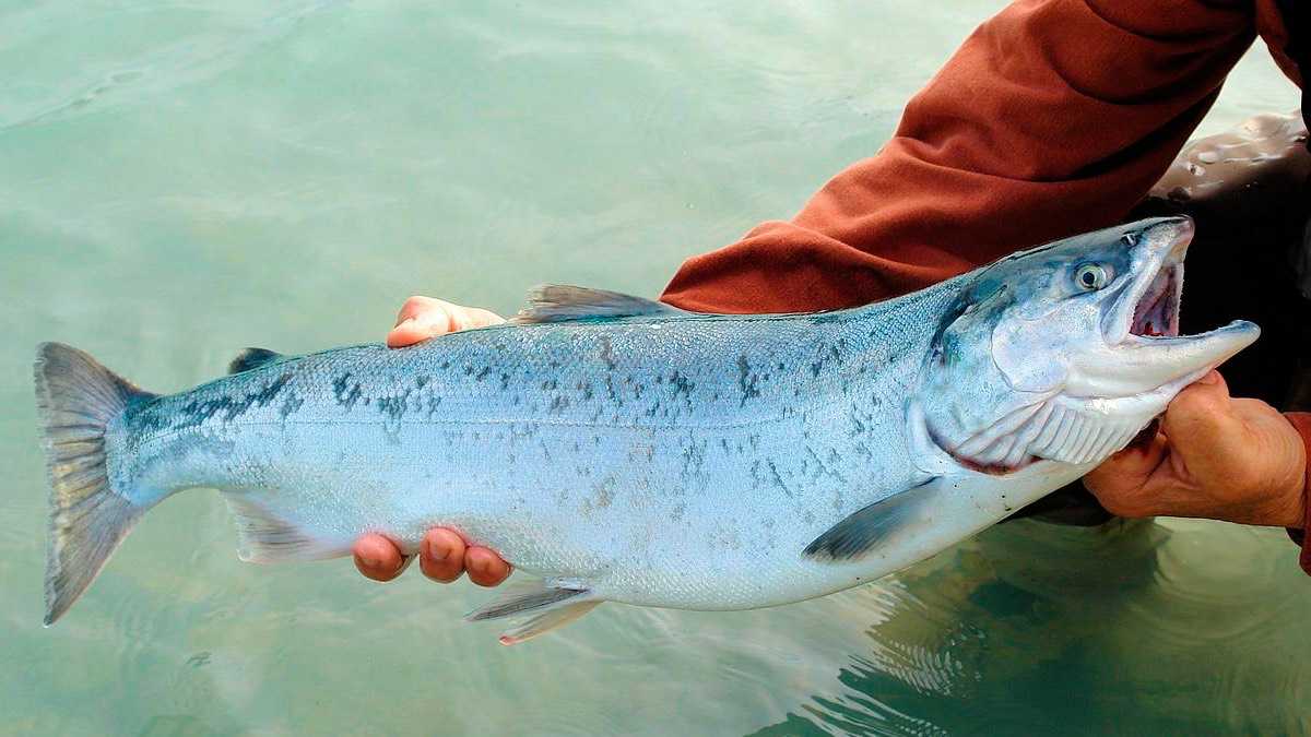 archivo infogate web-5-8