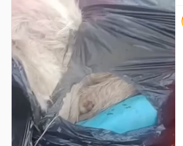 Opera Captura de pantalla_2022-11-24_124656_www.instagram.com