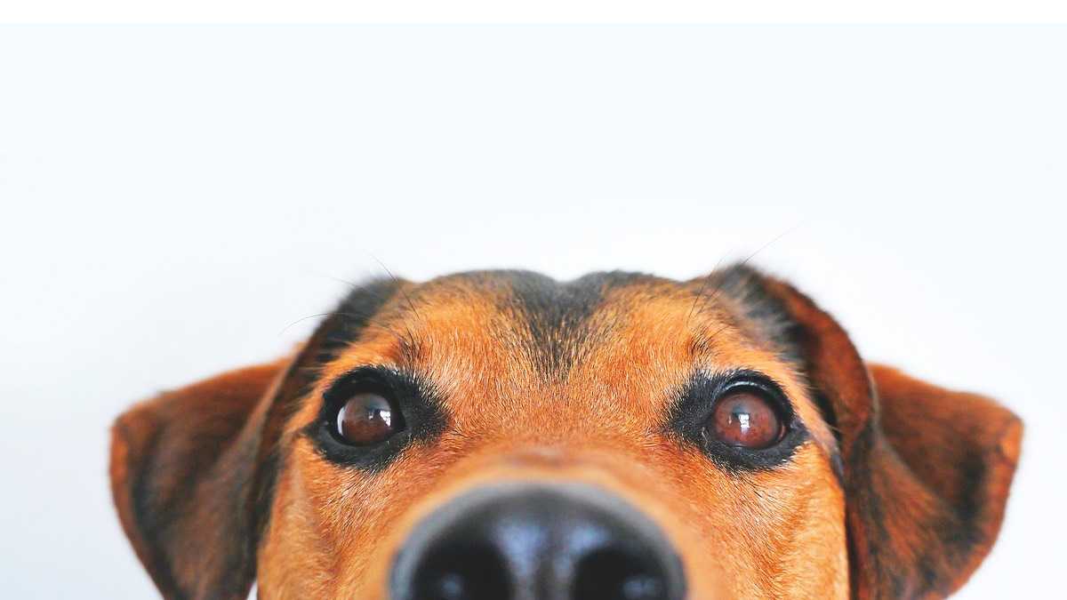 archivo infogate web-5-2-32