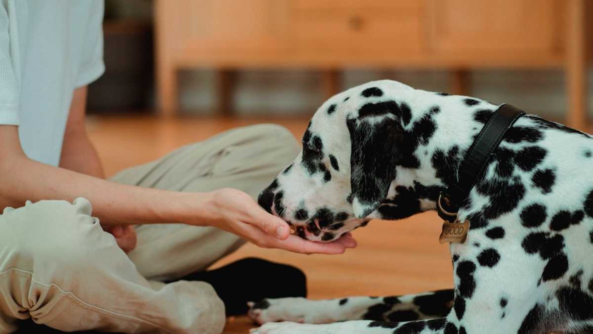 archivo infogate web-5-2-11