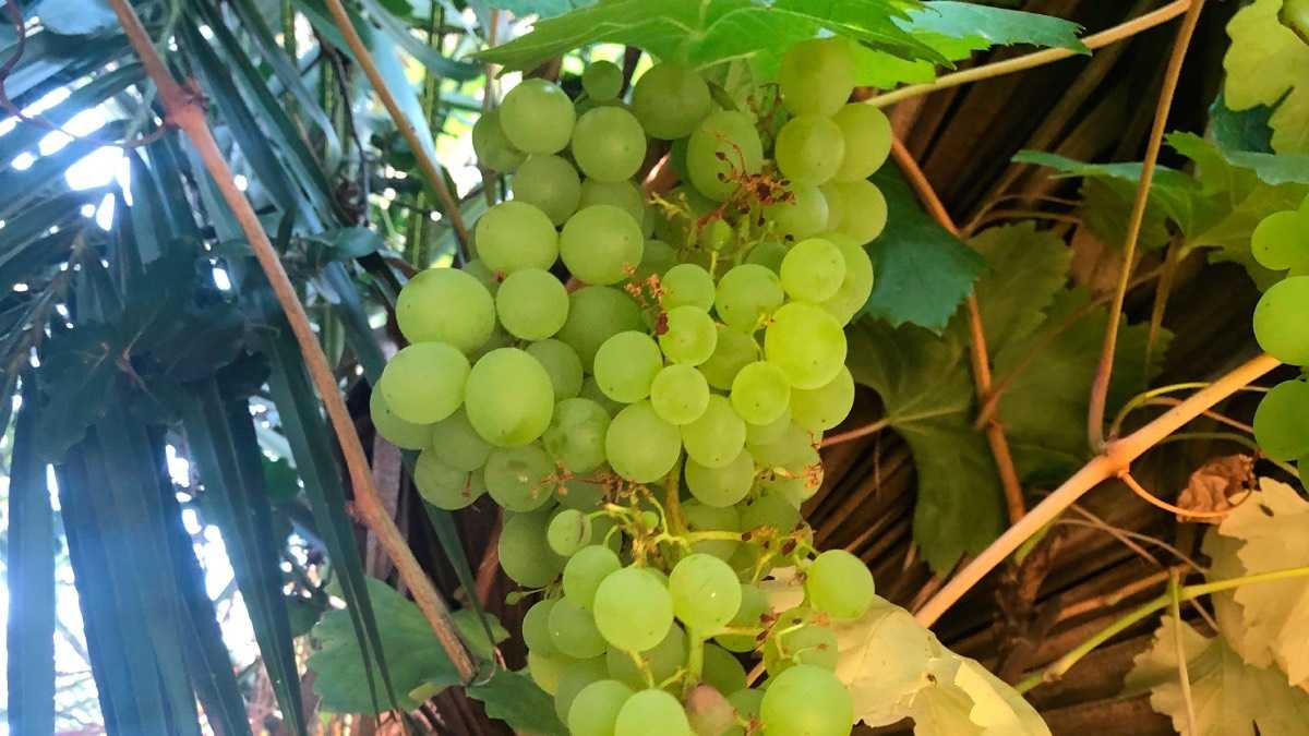 archivo infogate web-5-2-4