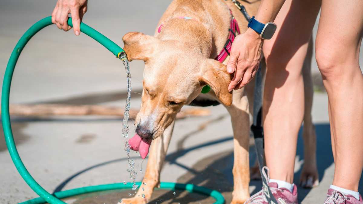 archivo infogate web-5-2-52