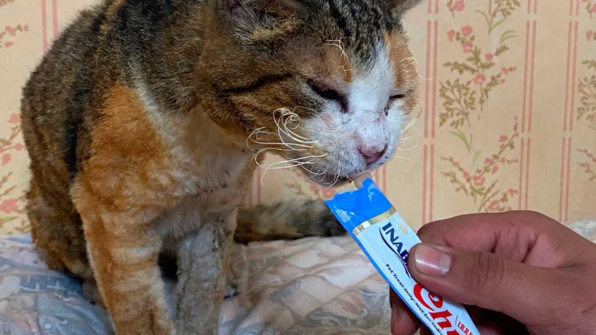 archivo infogate web-5-2-67