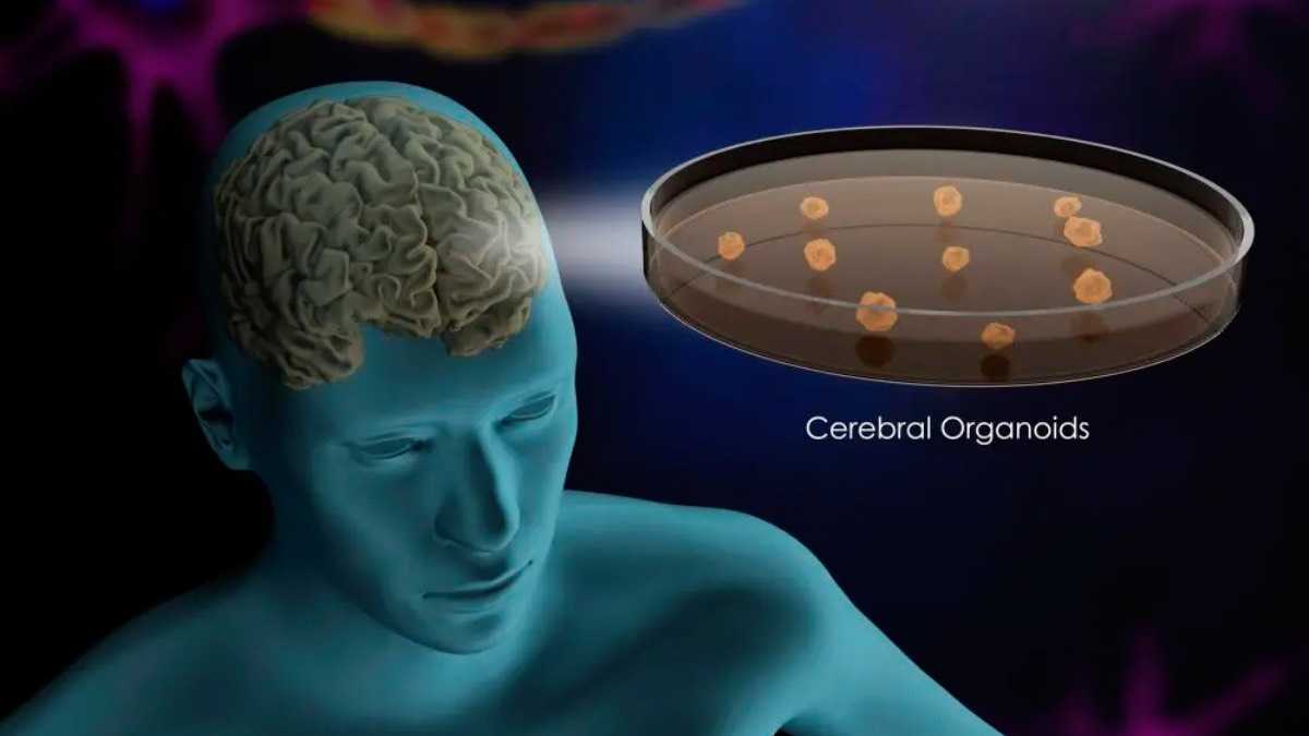 archivo infogate web-5-2-42