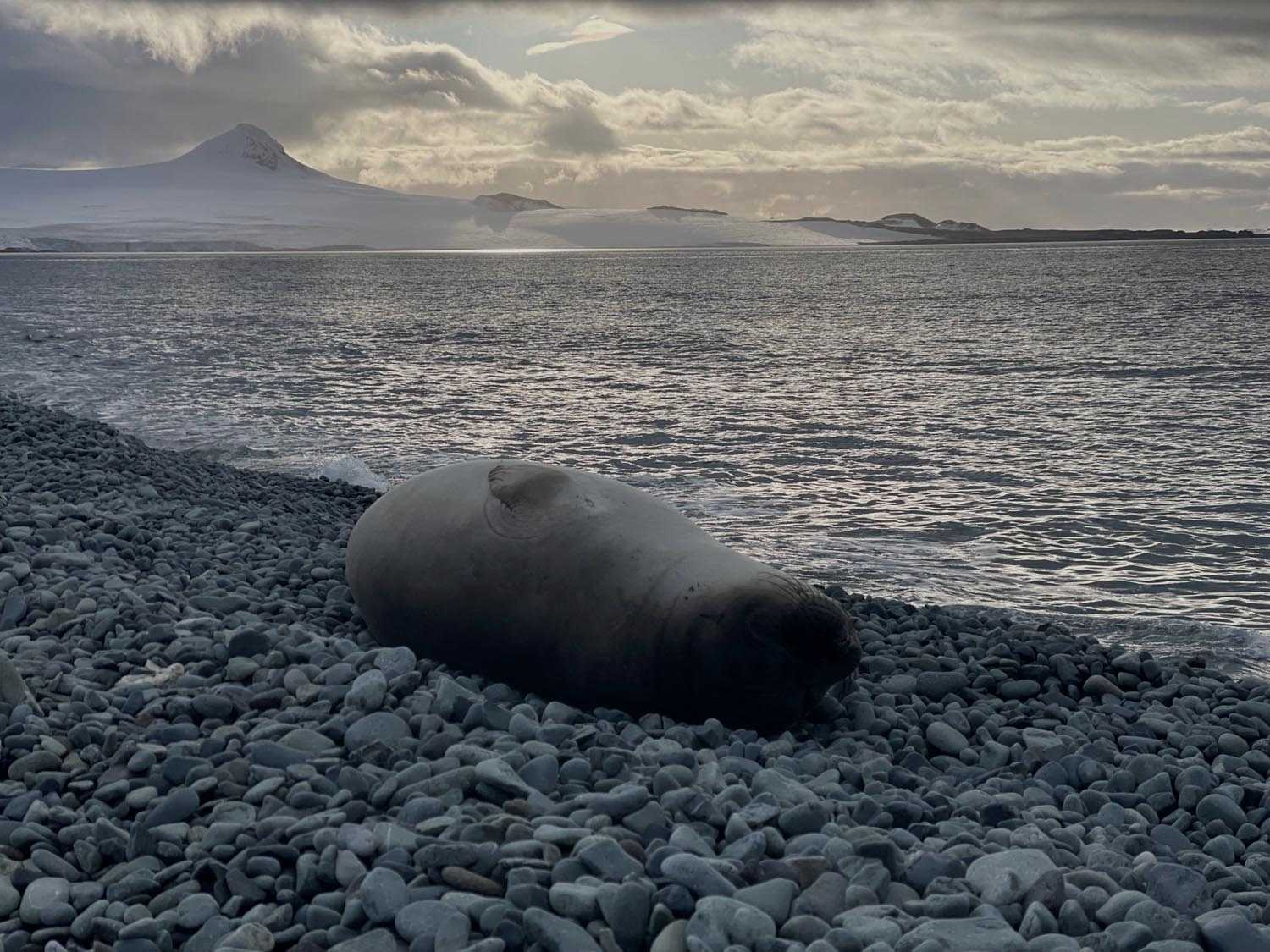 focaenlaantartica2023