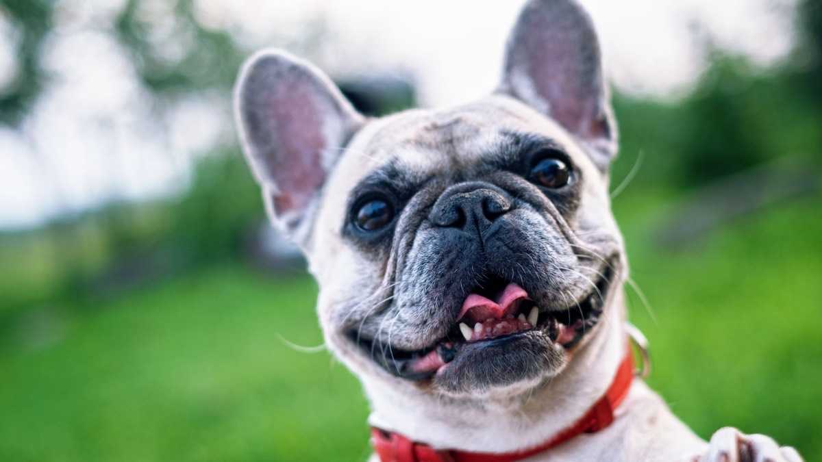 archivo infogate web-5-2-34-7