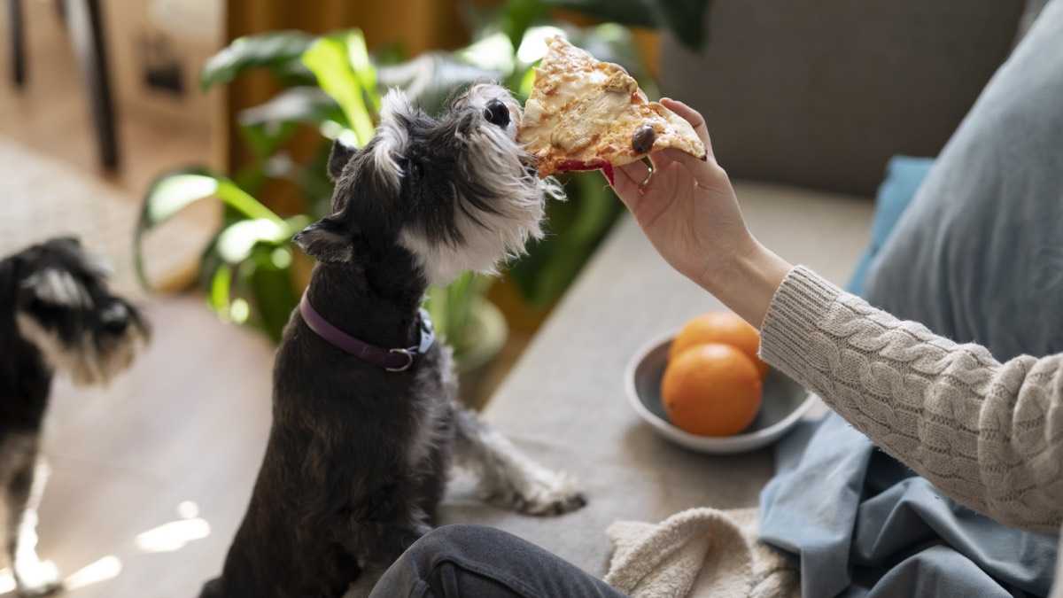 archivo infogate web-5-2-13-11