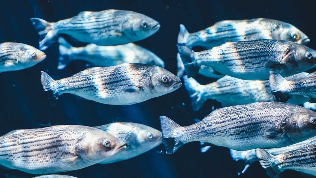 archivo infogate web-5-2-13-36