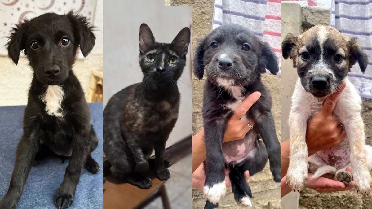 archivo infogate web-5-2-34-25