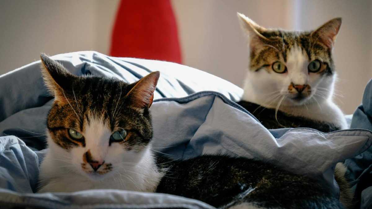 archivo infogate web-5-2-34-44