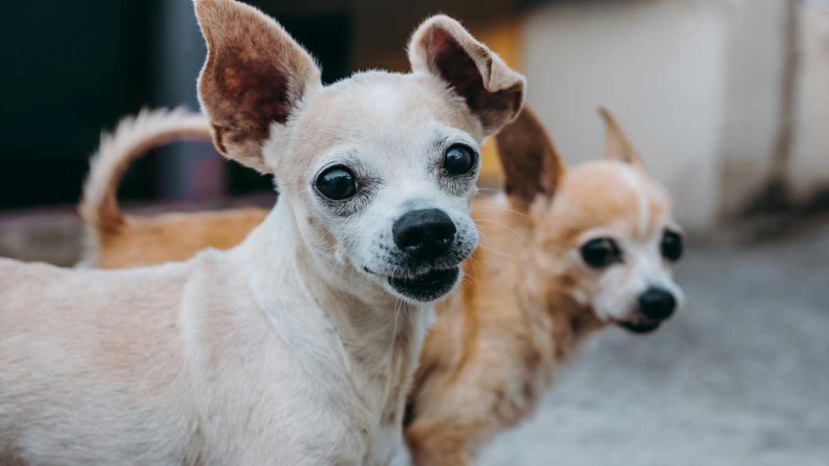 archivo infogate web-5-2-34-46