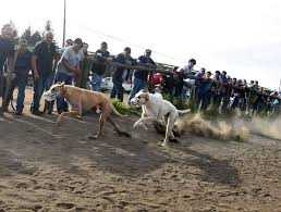 carreras de galgos