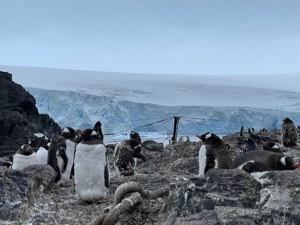 pinguienbaseohiggins21marzo2023