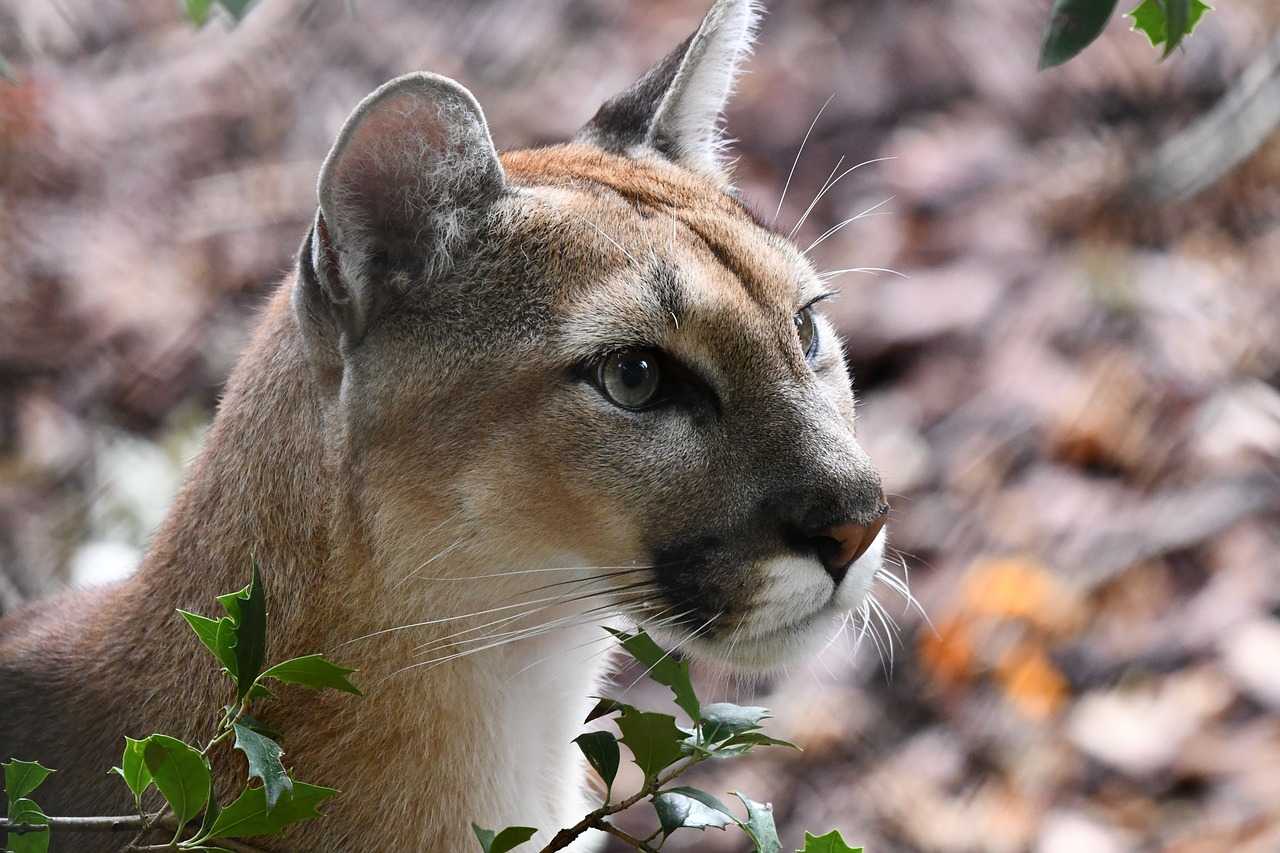 puma