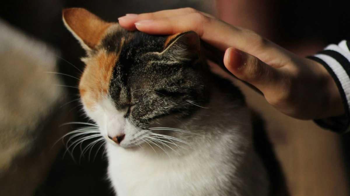 archivo infogate web-5-2-34-15