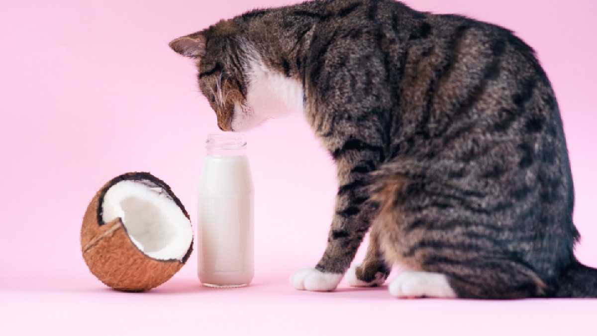 archivo infogate web-5-2-34-20