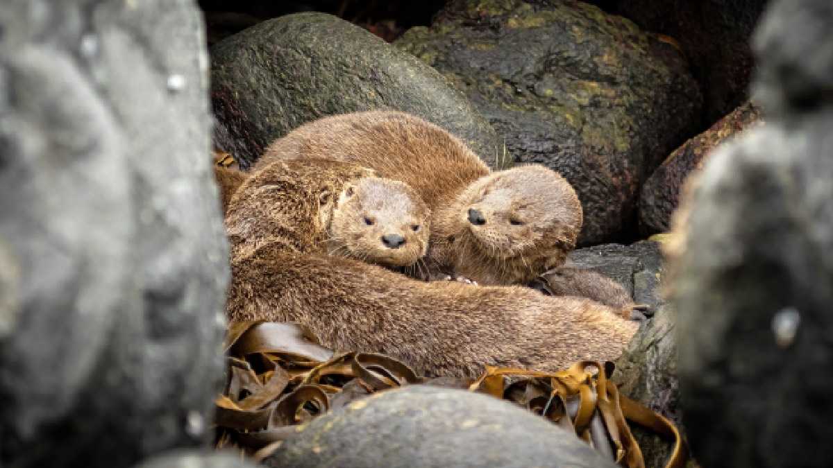 archivo infogate web-5-2-34-22