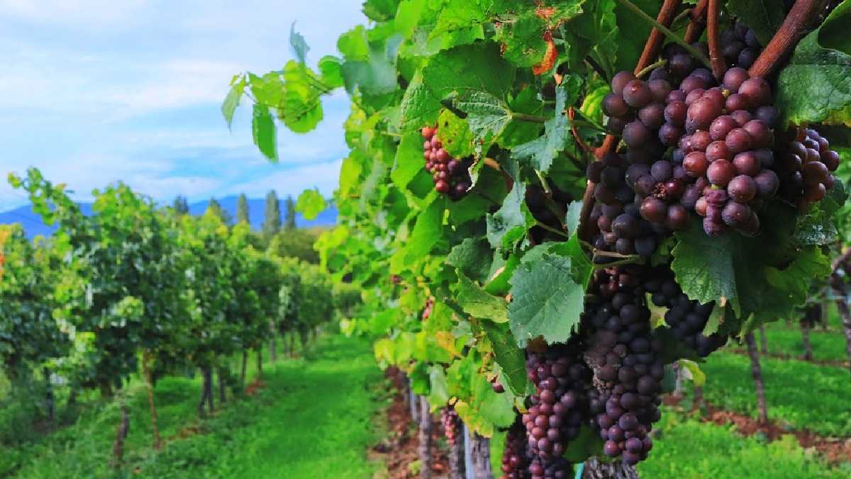 archivo infogate web-5-2-34-10