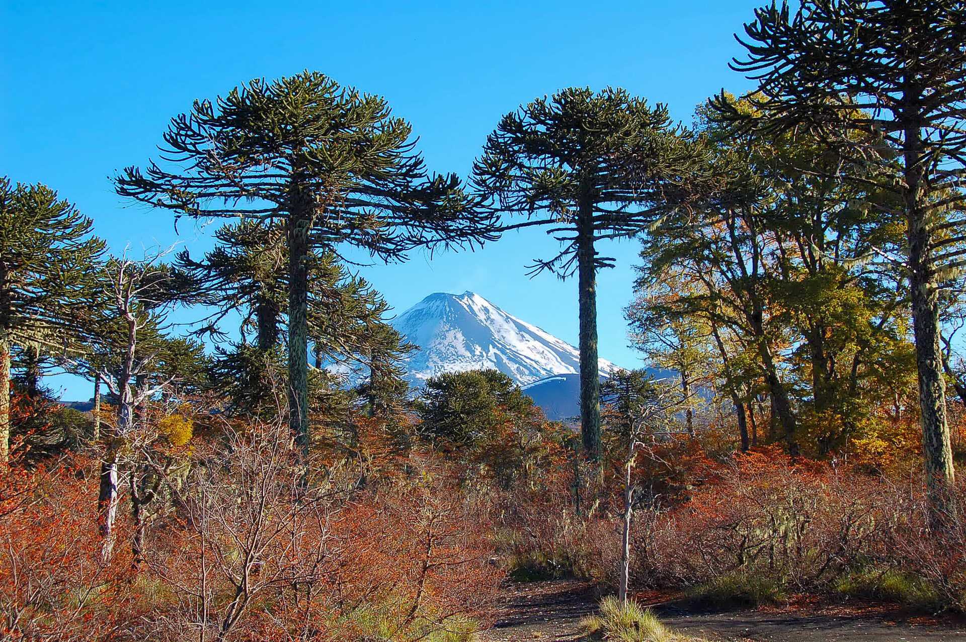 PN-Conguillio-Araucarias-19