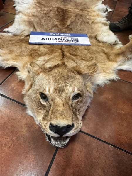 Aduana_San_Antonio_incautacion_pieles_2