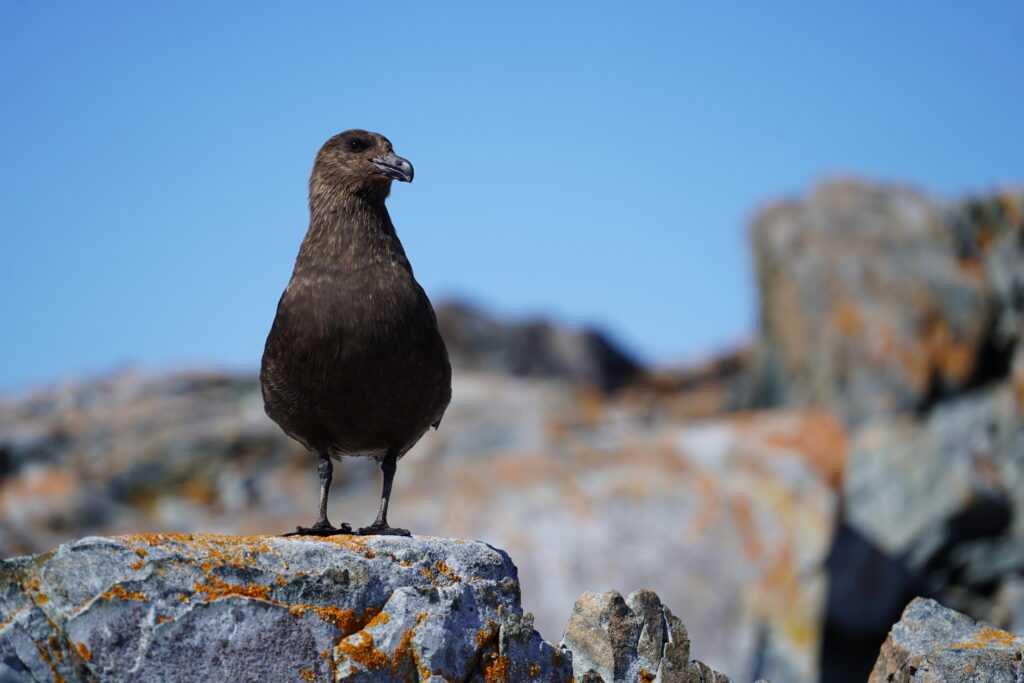 Skua_Avian-island_Enero-2025_ECA-61_Constanza-Barrientos_02-1024x683
