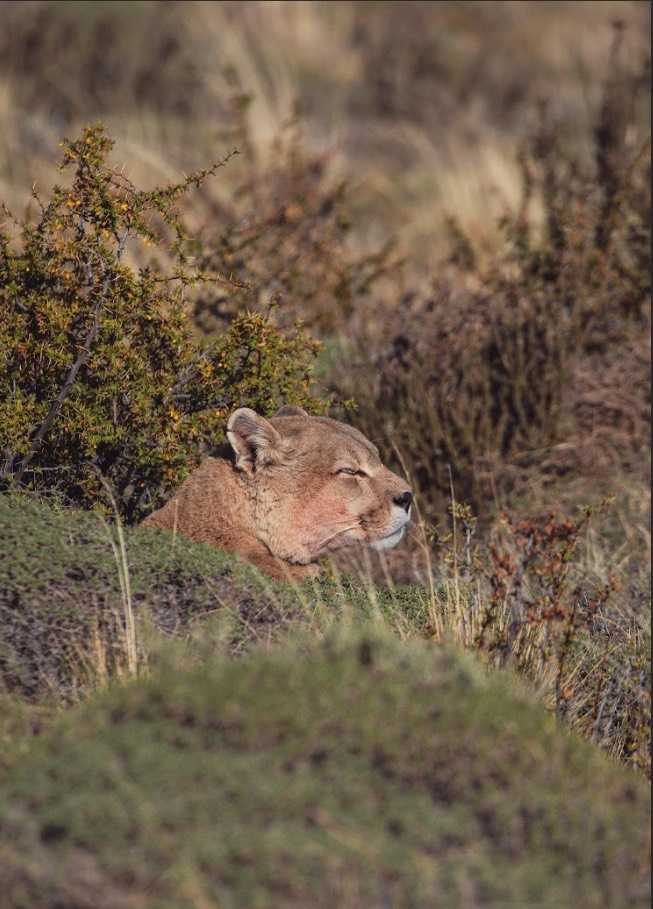 Fundación Rewilding Chile