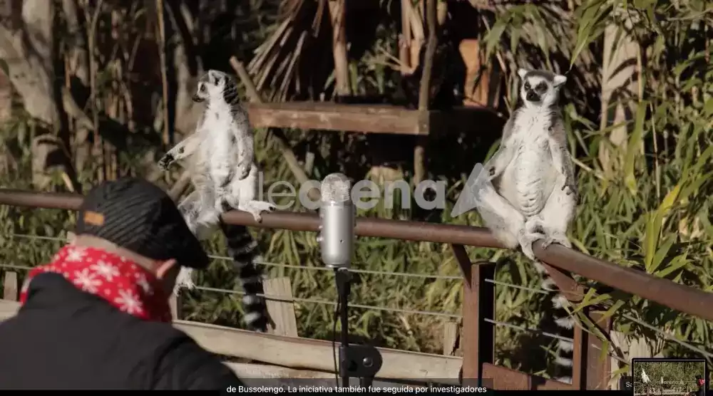 italiaconciertoanimalitos