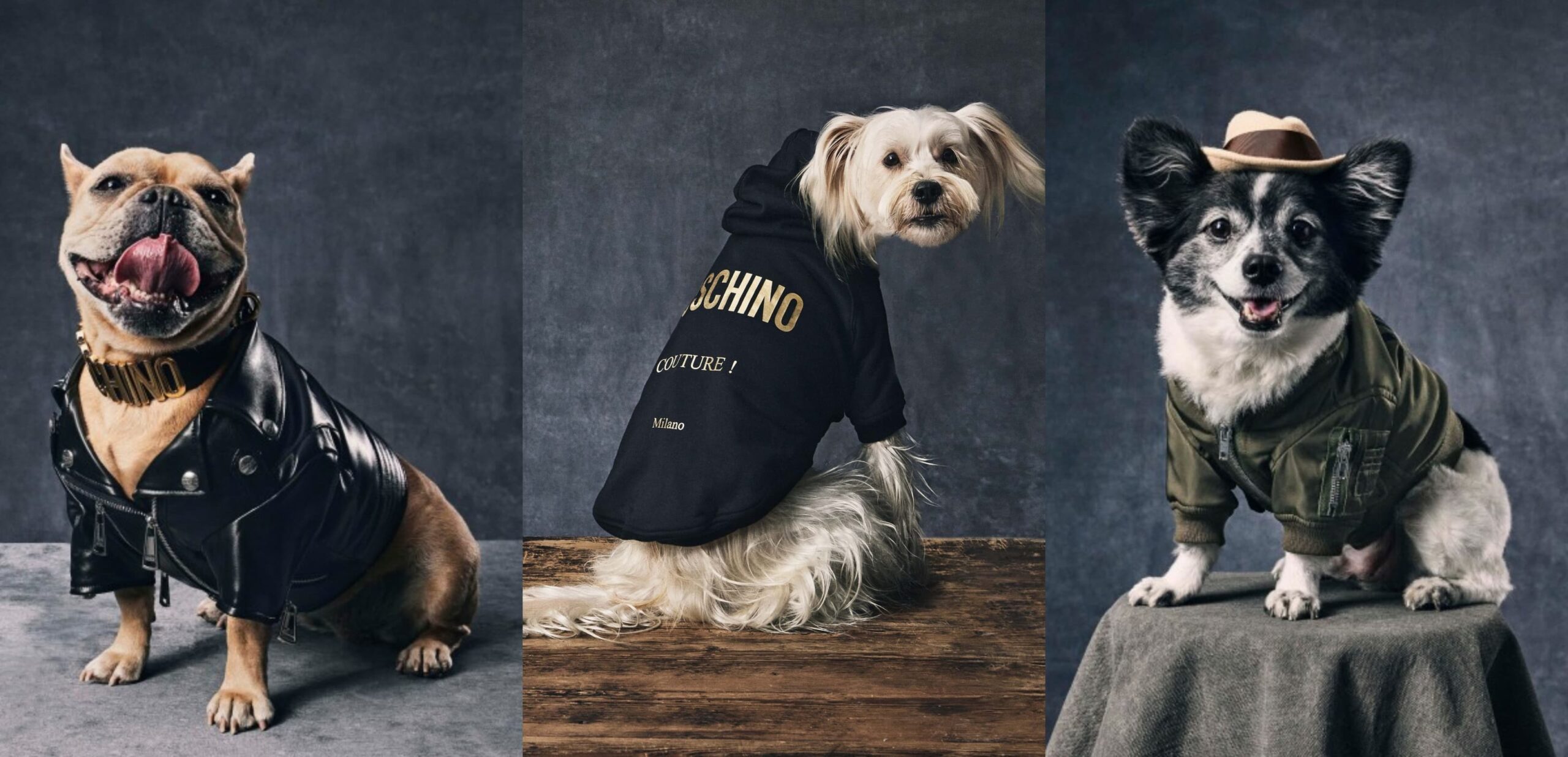 moschino-coleccion-caninos-26112021-in4-scaled