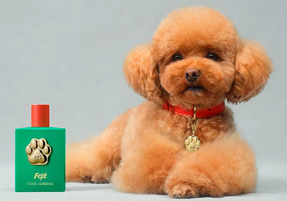 perfume-dyc-mascotas-RSycGDV7OoPC1THjwj8NuzK-1200x840@diario_abc
