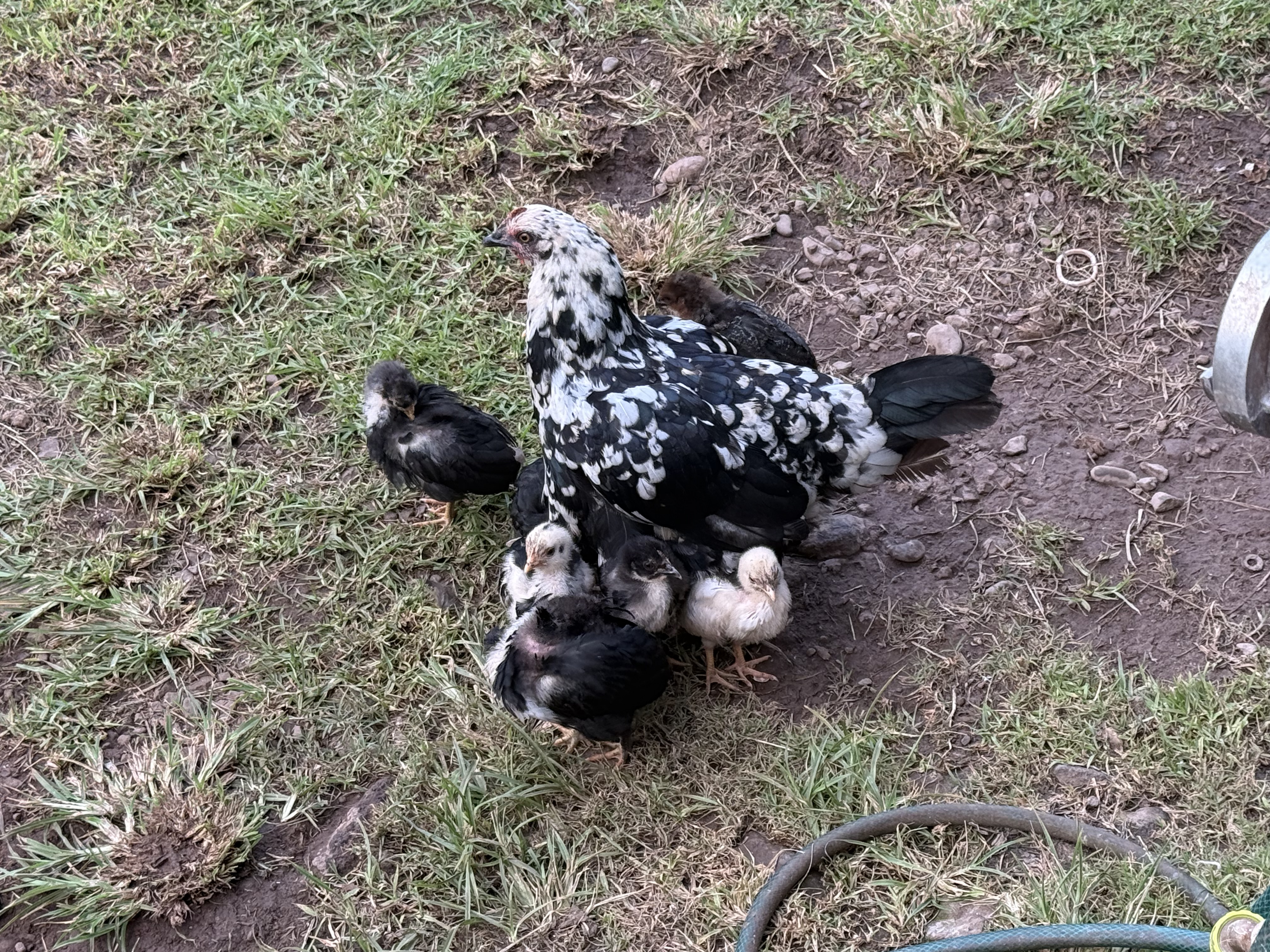 MINAGRI llama a reforzar medidas de seguridad en gallineros ante riesgo de Influenza Aviar