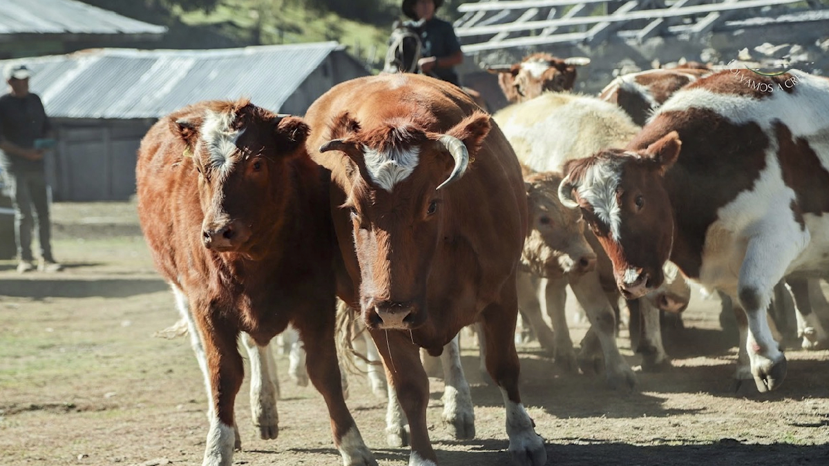 Usuarios del programa PDTI de Alto Biobío concretan segunda venta asociativa