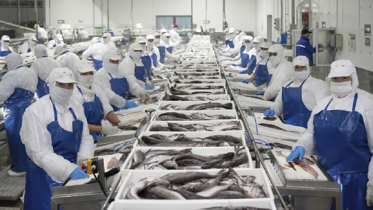 Federación de pesca industrial valora certificación internacional de sostenibilidad de la merluza común chilena