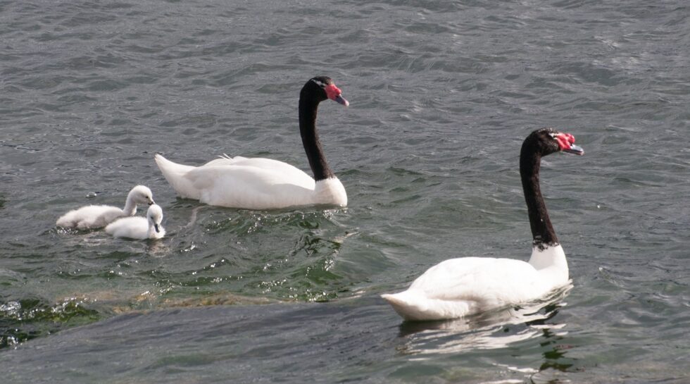 SAG detecta Influenza Aviar en Cisnes de Río Cruces en Valdivia