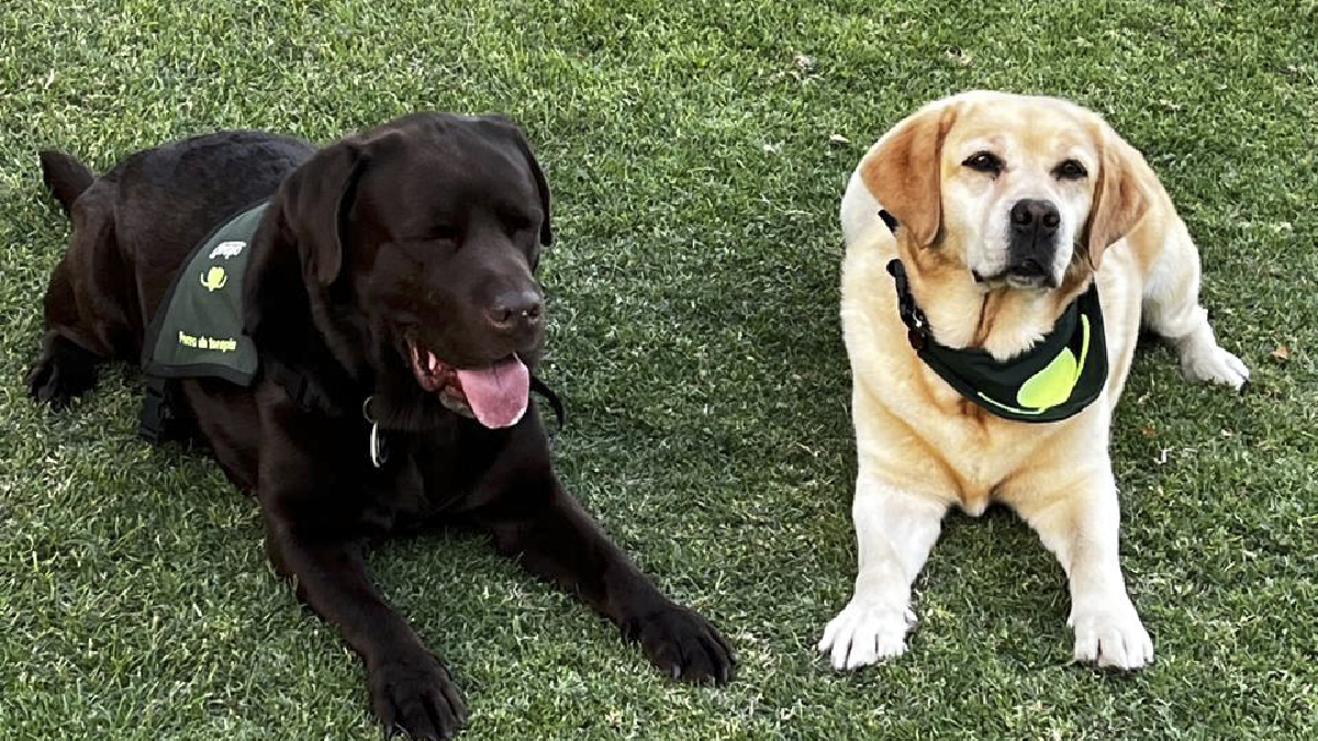 Perros de ayuda: distintos roles, un mismo propósito