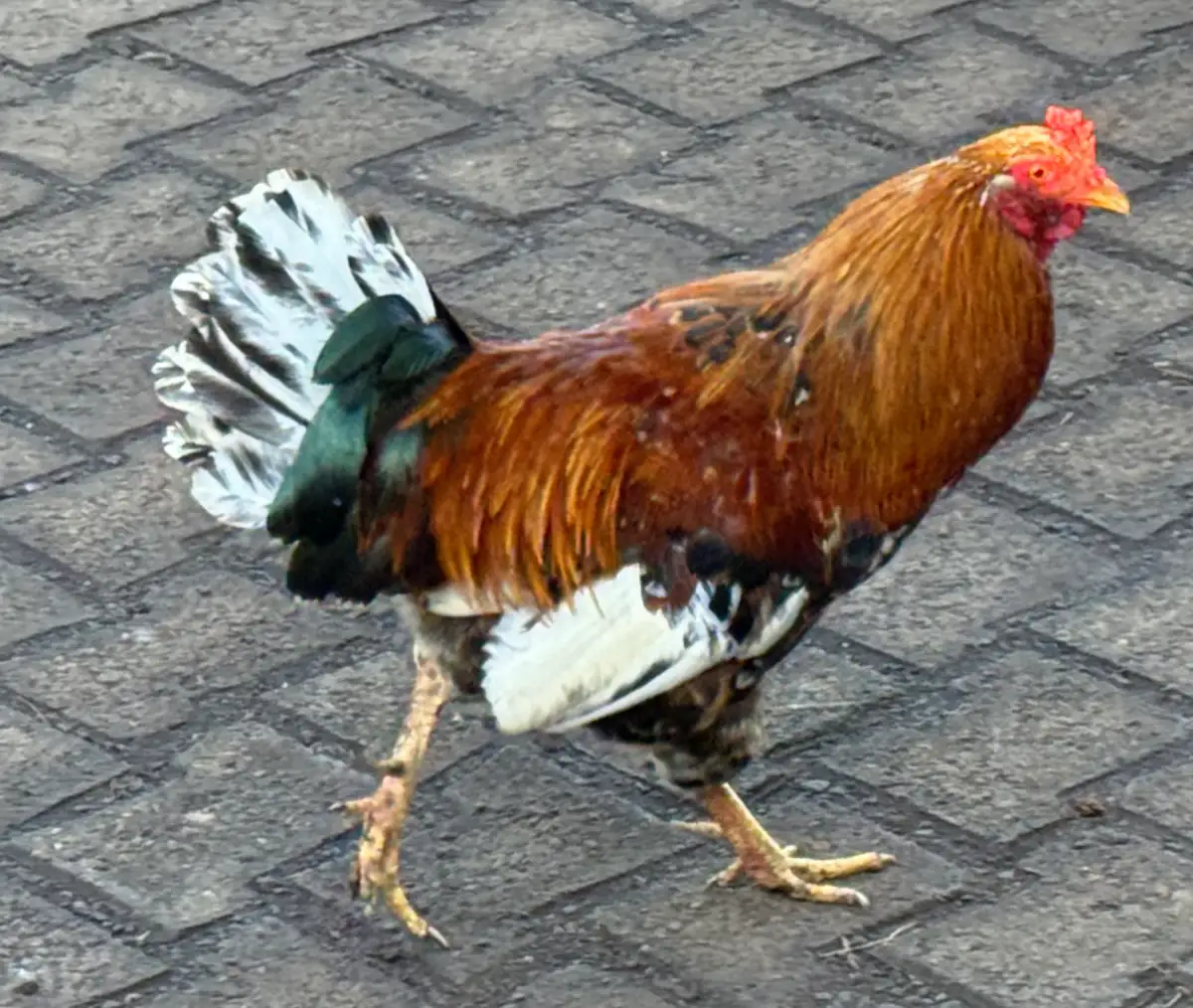 SAG informa de caso de Influenza Aviar Altamente Patógena (IAAP) en Chile Chico, región de Aysén