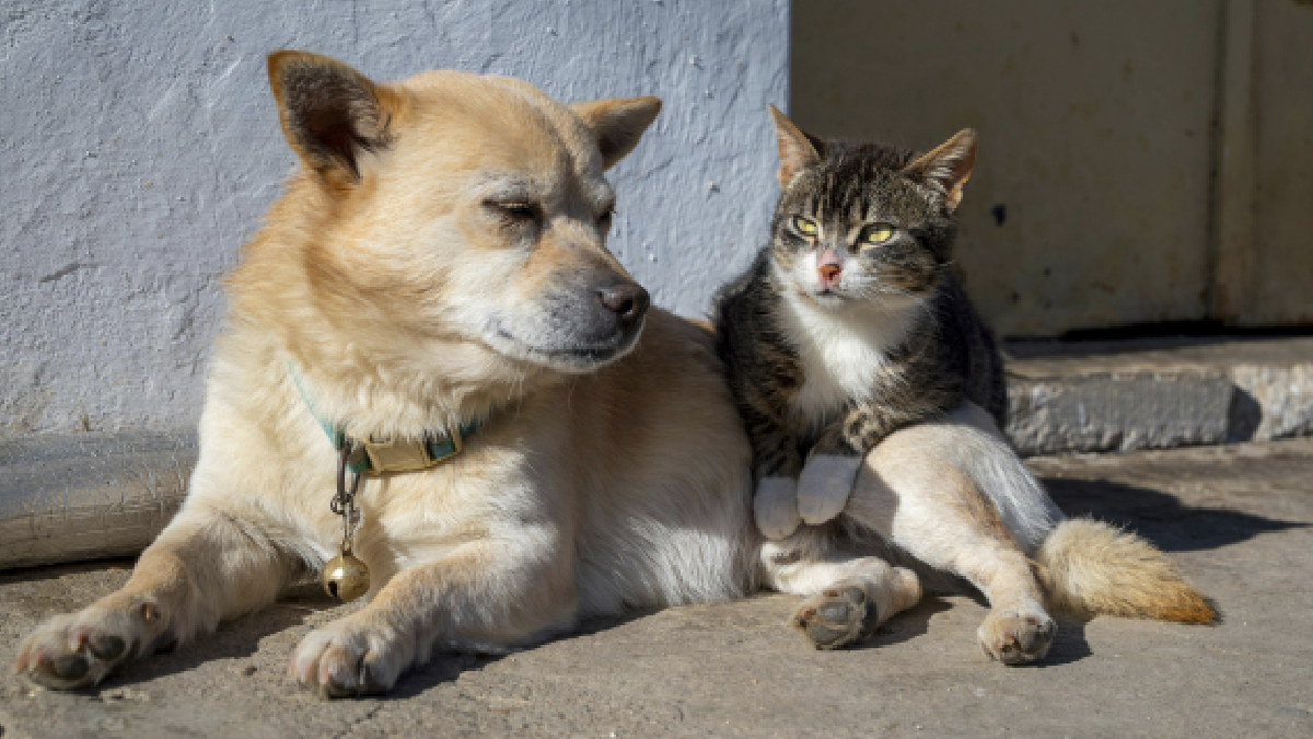 La Pascua y los huevitos: ¿Nuestras mascotas pueden comer chocolate?