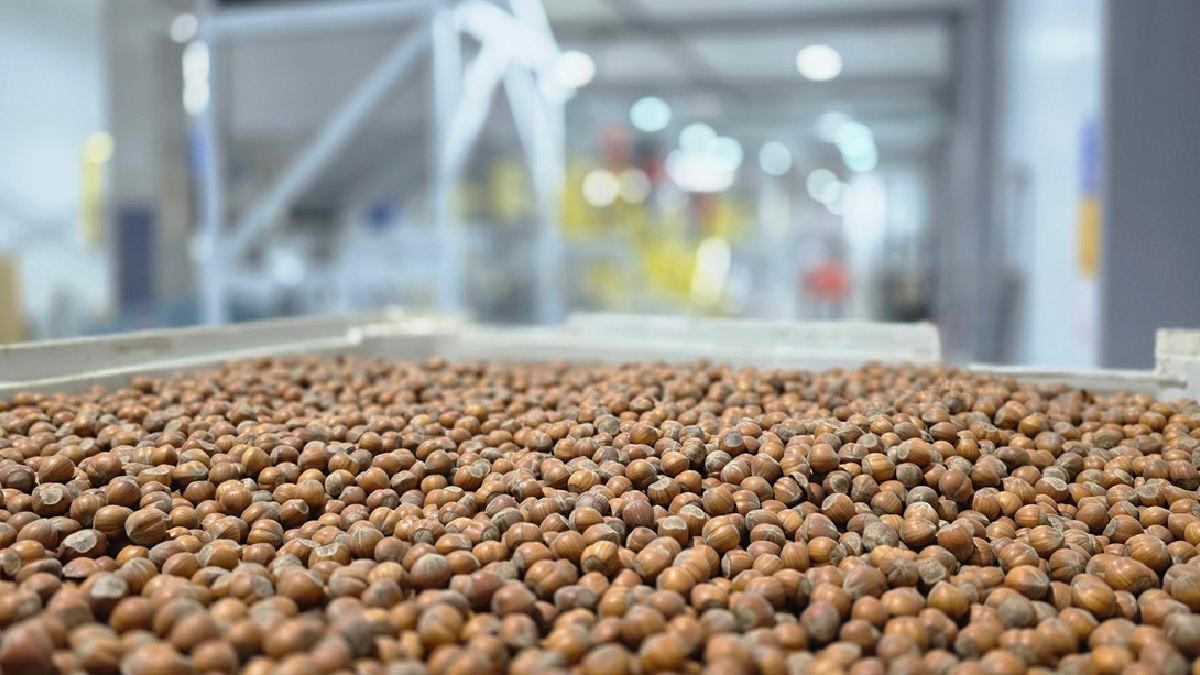 Avellana europea: ProChile destaca a Nefuen como un ejemplo de diversificación exportadora desde la Región de Los Lagos
