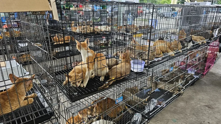 INCIVILIDADES: En Vietnam rescatan cientos de gatos que iban a ser faenados