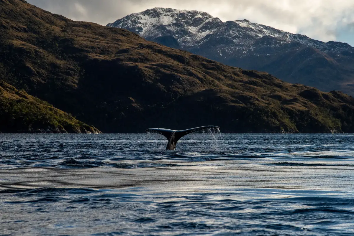 Ballenas: los espíritus antiguos que aún enseñan a habitar el mar
