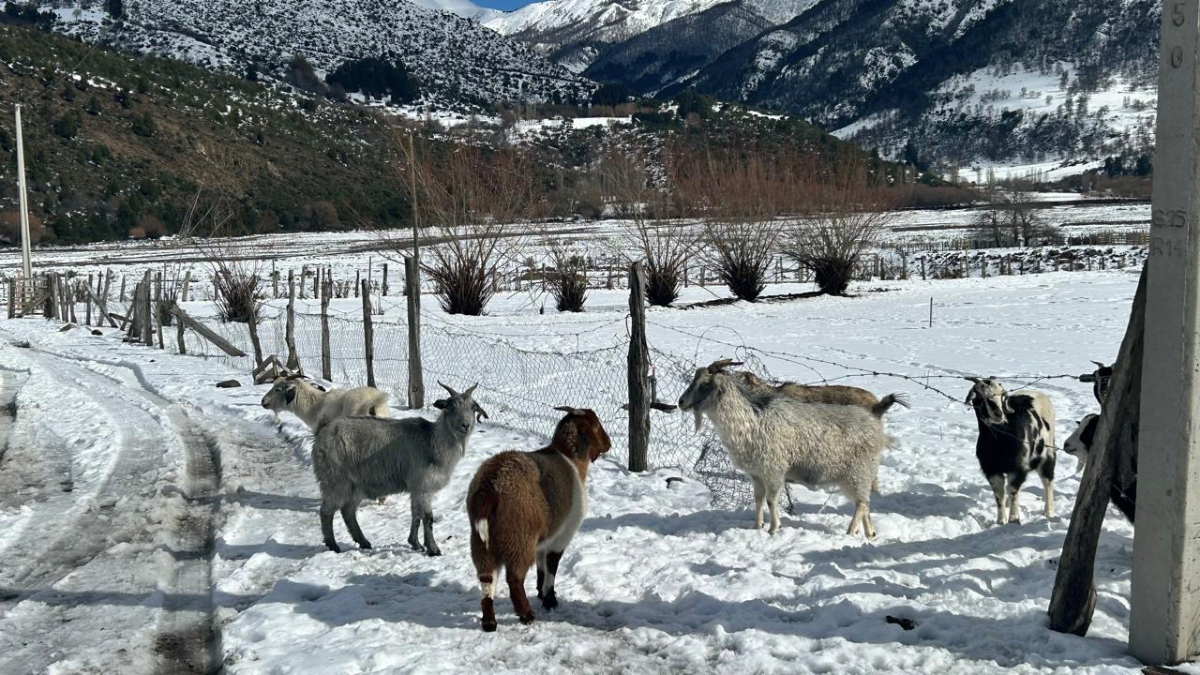 INDAP solicita recursos extraordinarios para apoyar a agricultores afectados por nevazones en Alto Biobío