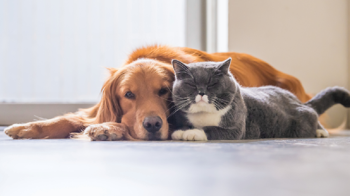 Tratamientos con anticuerpos monoclonales: de la medicina humana a la salud veterinaria