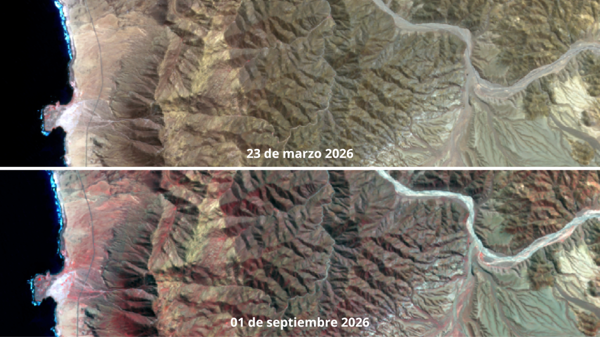 Desierto Florido 2026: lluvias amplían la extensión de uno de los fenómenos naturales más emblemáticos de Atacama