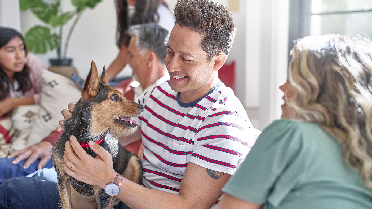 Fiestas Patrias y mascotas: Recomendaciones para prevenir urgencias veterinarias