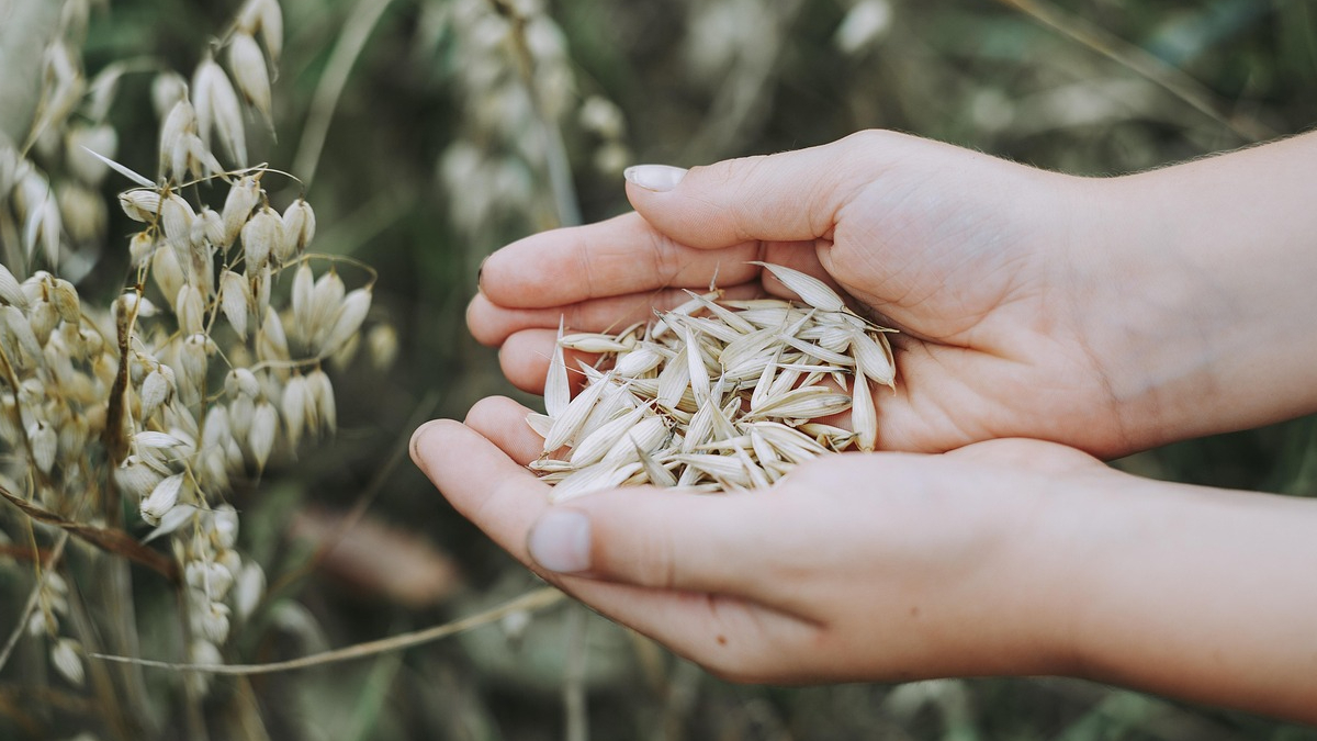Mesa Nacional de la Avena anuncia Conferencia Internacional de Avena que se realizará en Pucón 