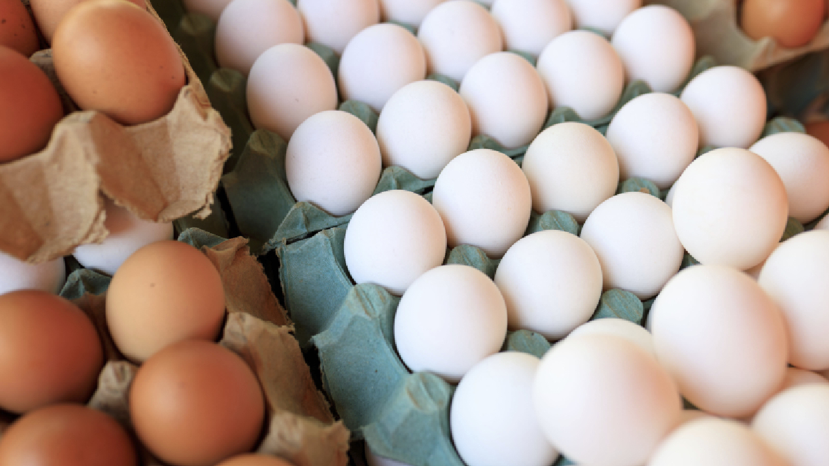 Día del Huevo: no todos se producen igual, ¿qué cambia para las gallinas?