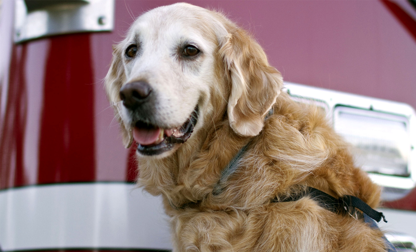 Bretagne, el último perro de rescate sobreviviente del 11S